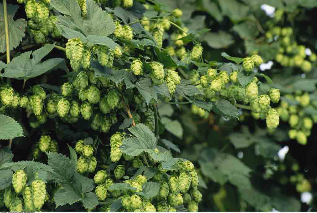 how to start brewery
